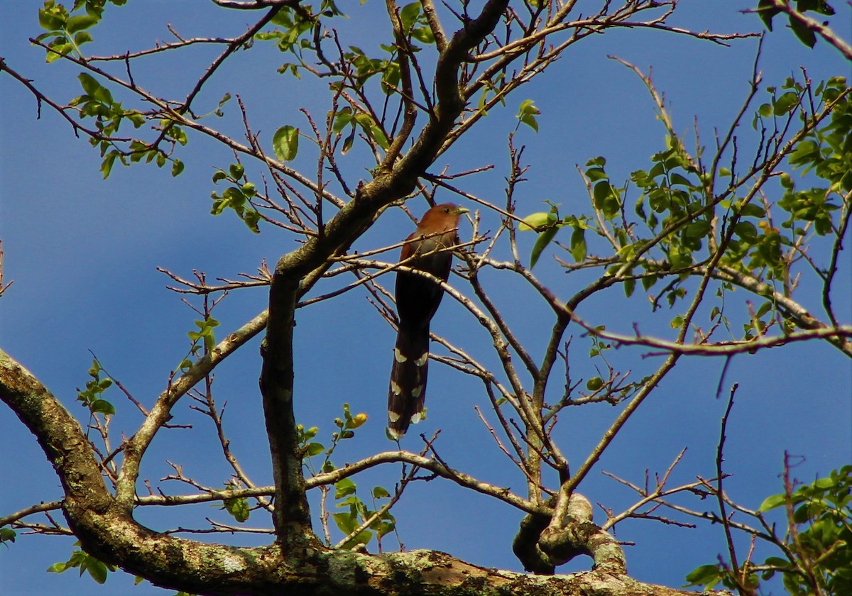 Squirrel Cuckoo - Juan Arrieta