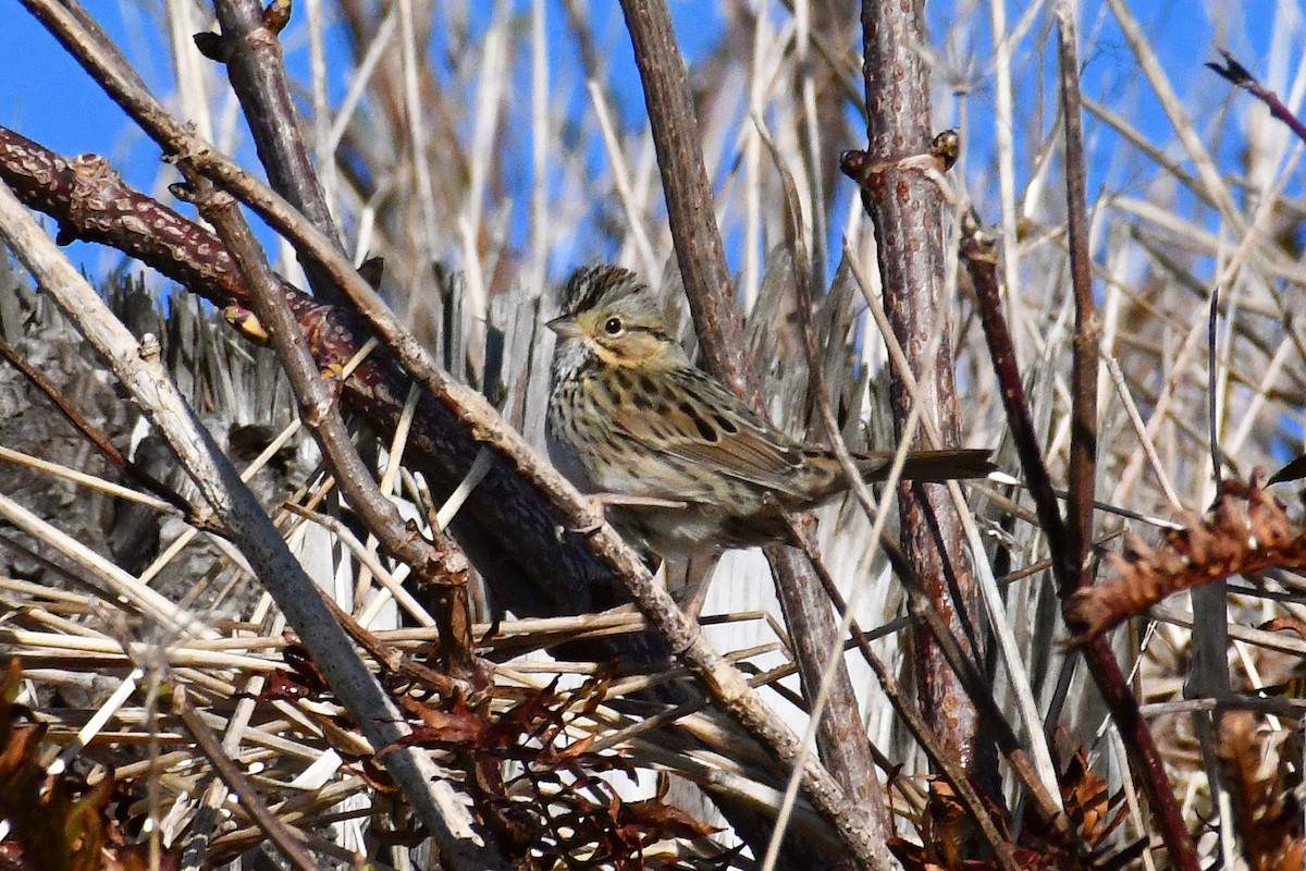 Lincoln's Sparrow - Phil Pickering