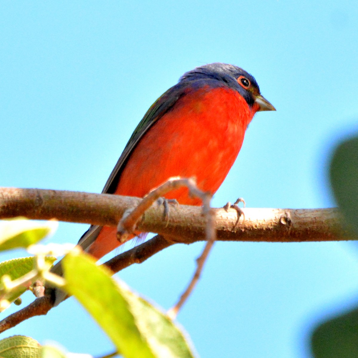 Painted Bunting - ML534428731
