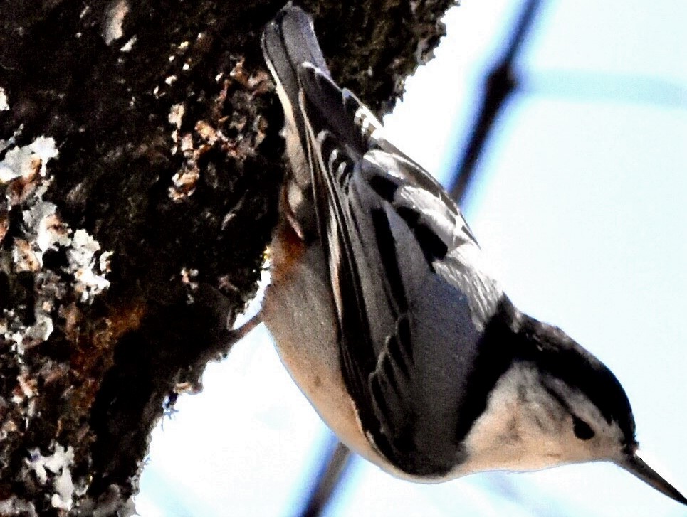 White-breasted Nuthatch - ML534433321