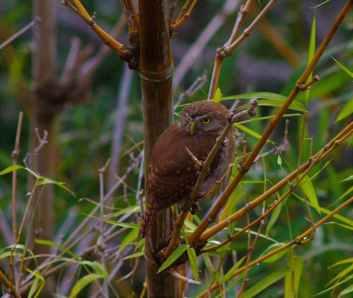 Ferruginous Pygmy-Owl - Juan Arrieta