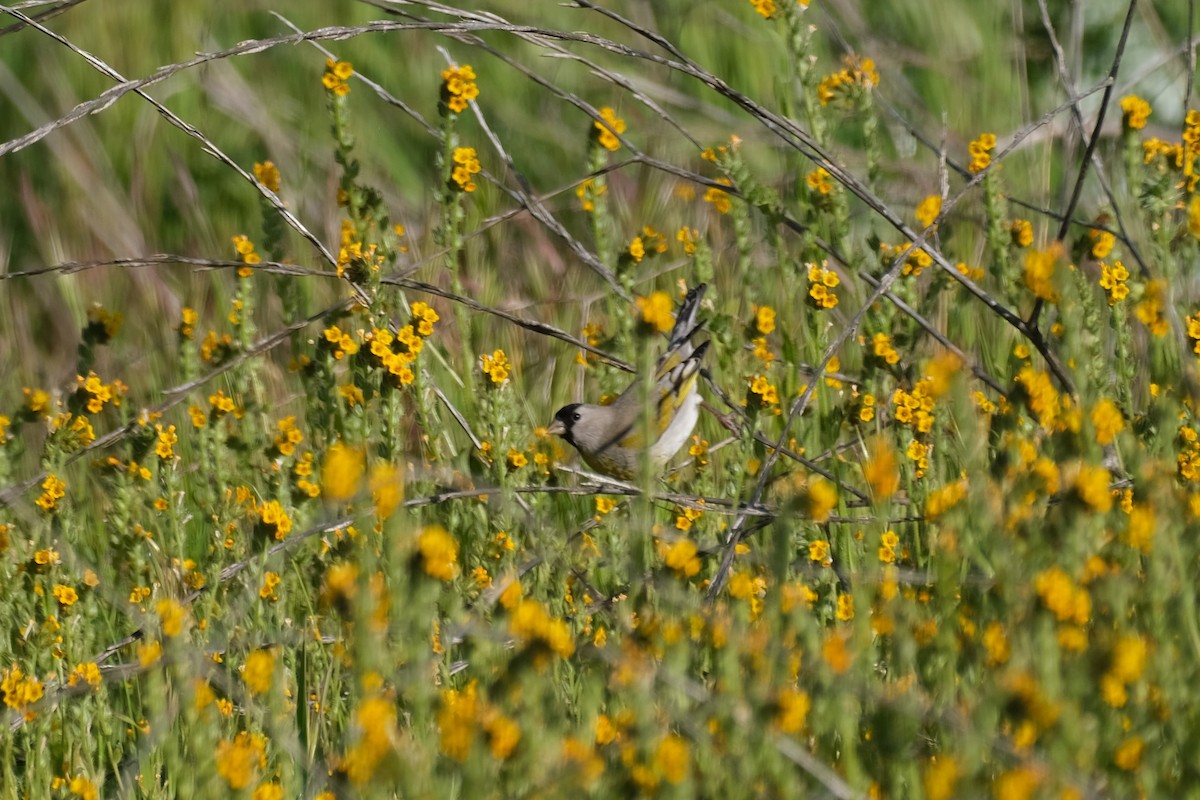 Lawrence's Goldfinch - ML534436001
