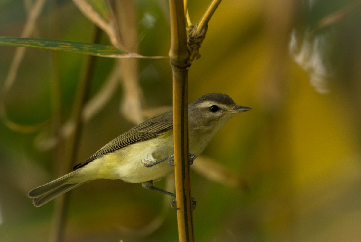 Brown-capped Vireo - Moises Rodriguez