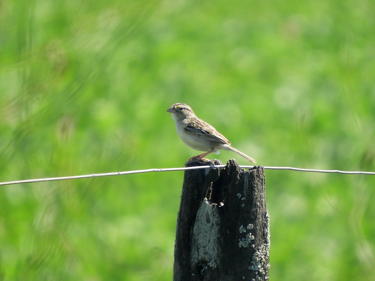 Grassland Sparrow - ML534440281