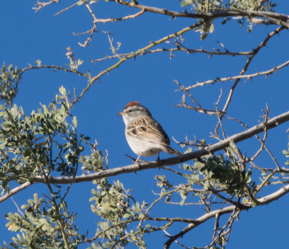 Chipping Sparrow - ML53444111