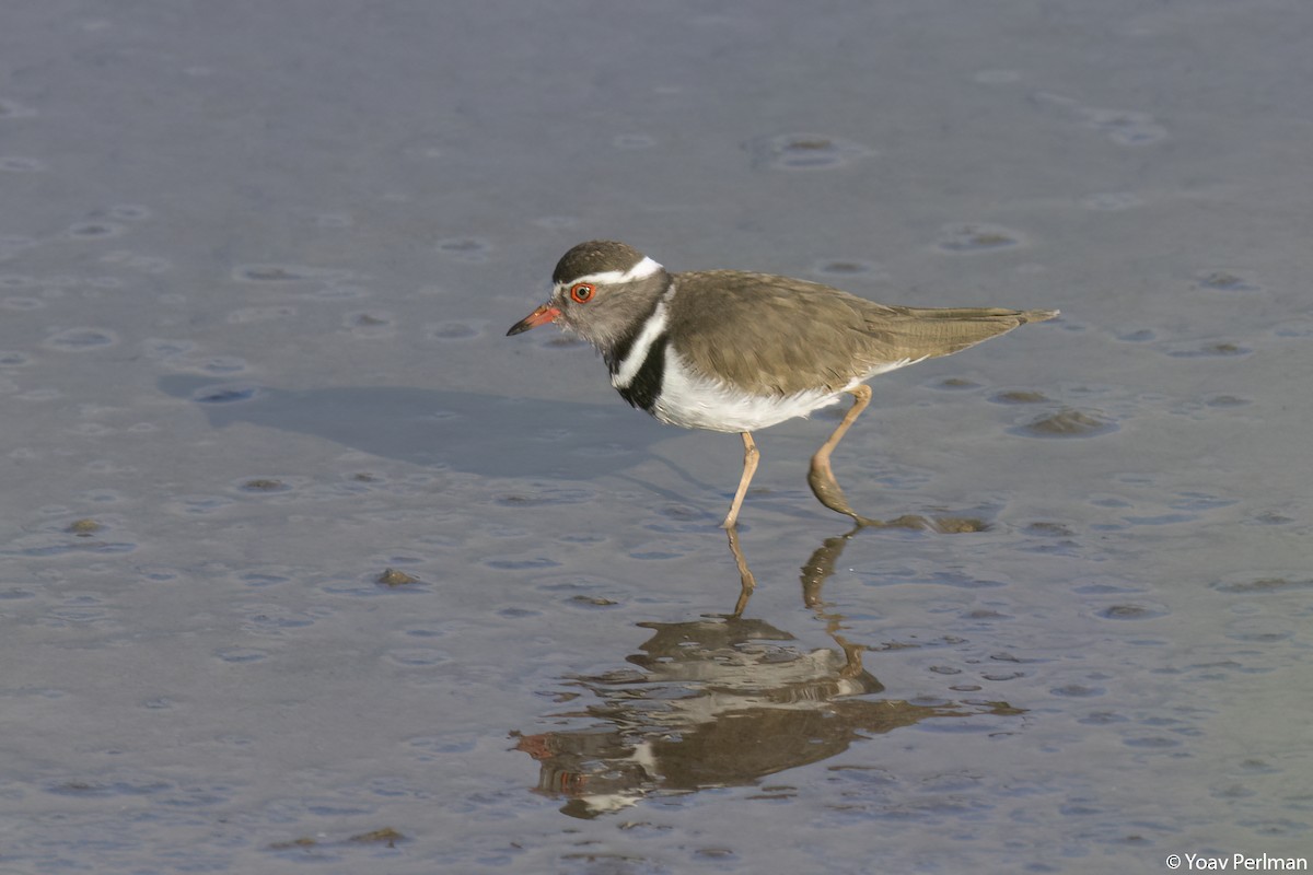 Three-banded Plover - ML534445211