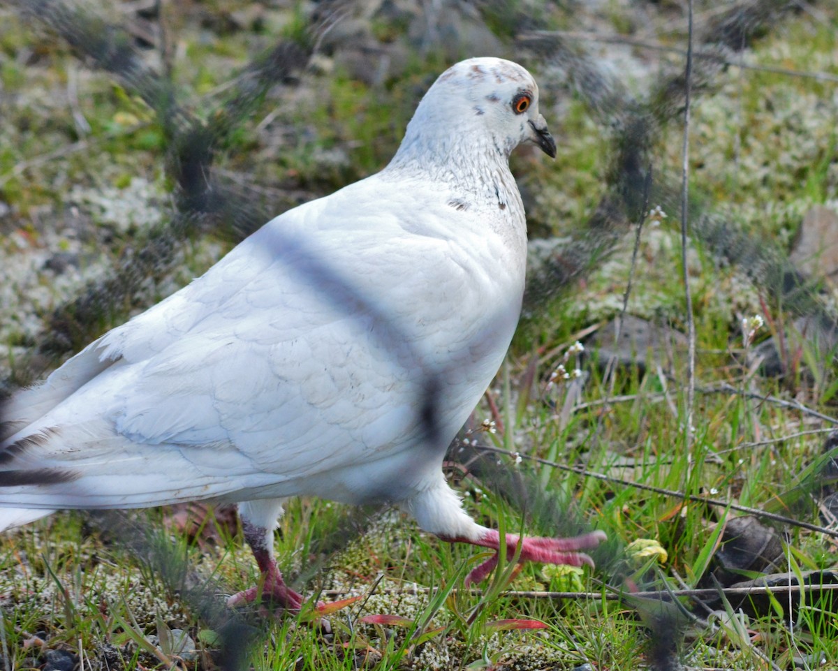Rock Pigeon (Feral Pigeon) - ML53444801