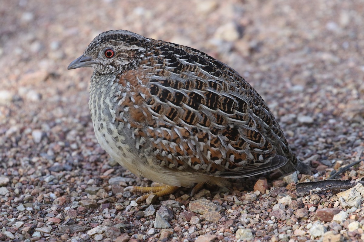Painted Buttonquail - ML534453771