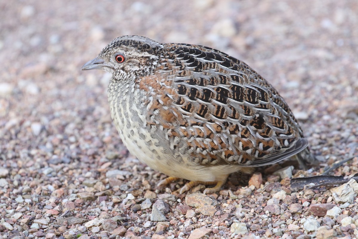 Painted Buttonquail - ML534453781