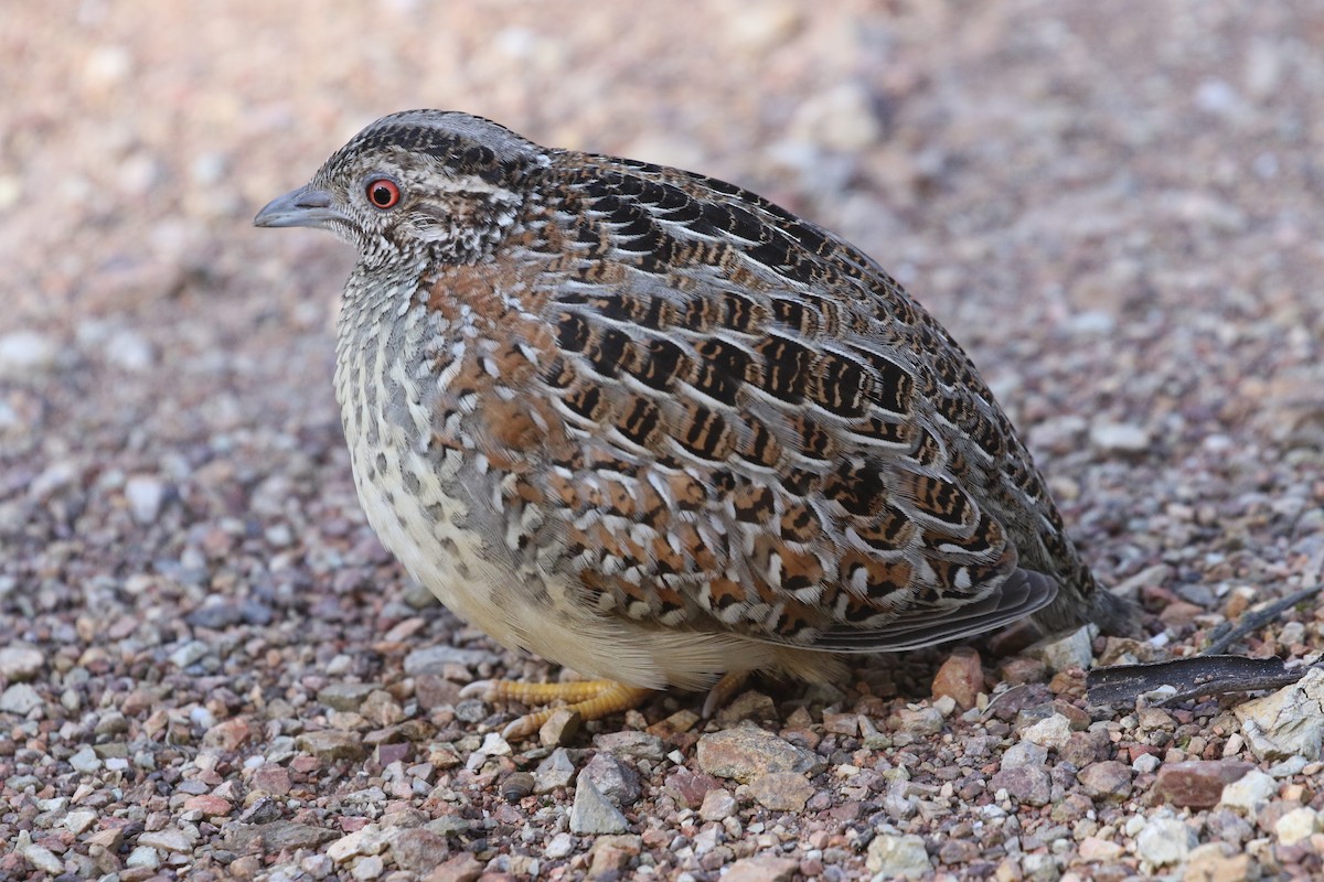 Painted Buttonquail - ML534453791