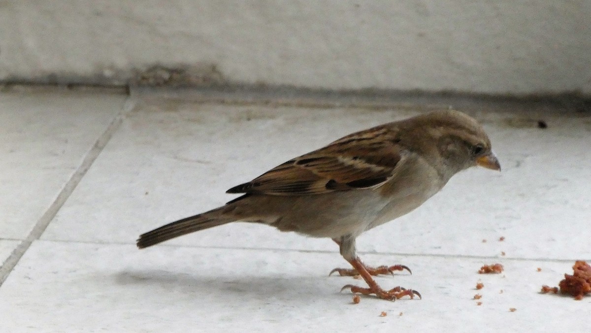 Spanish Sparrow - ML534456891