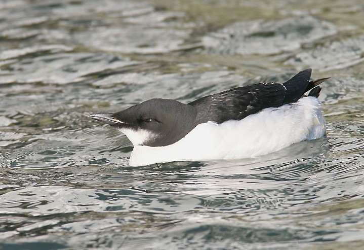 Thick-billed Murre - ML534457311