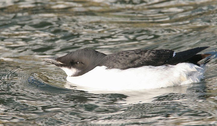 Thick-billed Murre - ML534457331