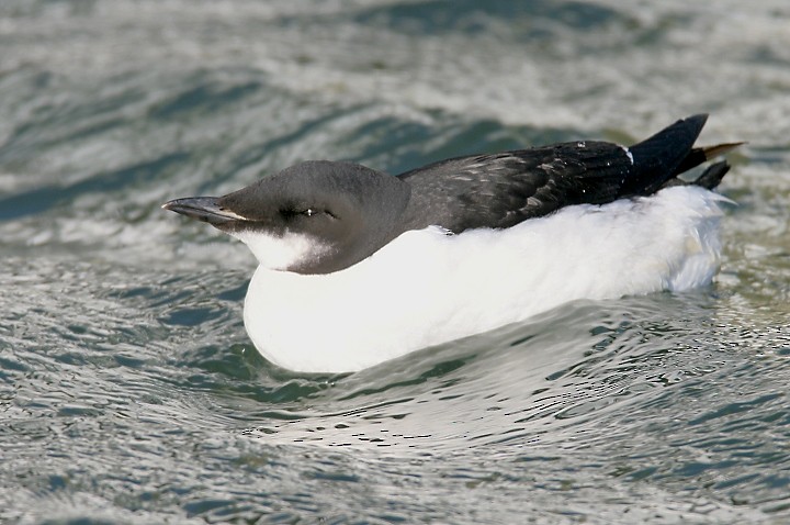 Thick-billed Murre - ML534457341