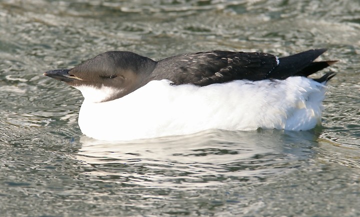 Thick-billed Murre - ML534457351