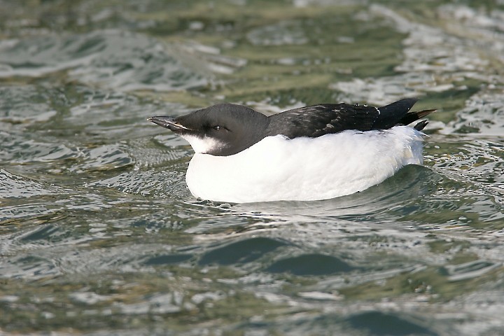 Thick-billed Murre - ML534457361