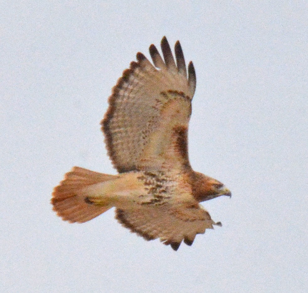 Red-tailed Hawk - ML534464171