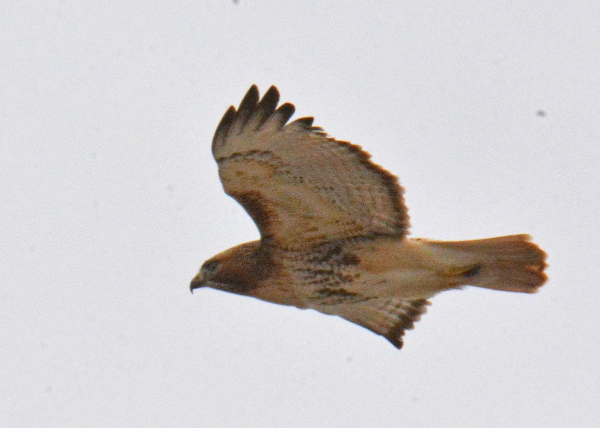 Red-tailed Hawk - ML534464191