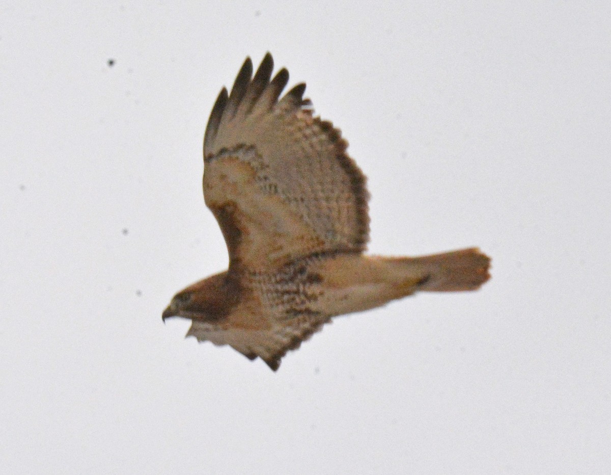 Red-tailed Hawk - ML534464201