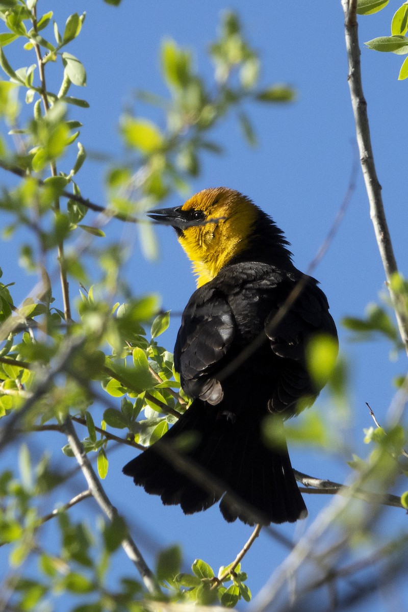 Yellow-headed Blackbird - ML534465161