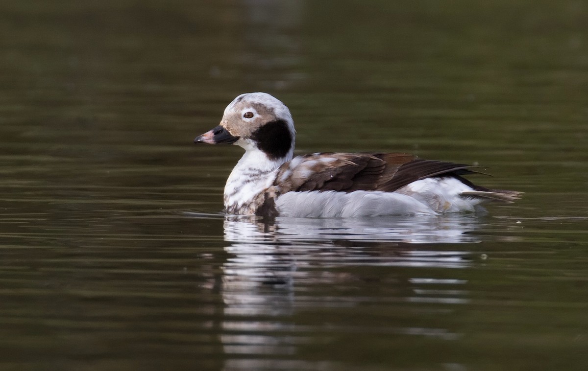 Long-tailed Duck - Mark R Johnson