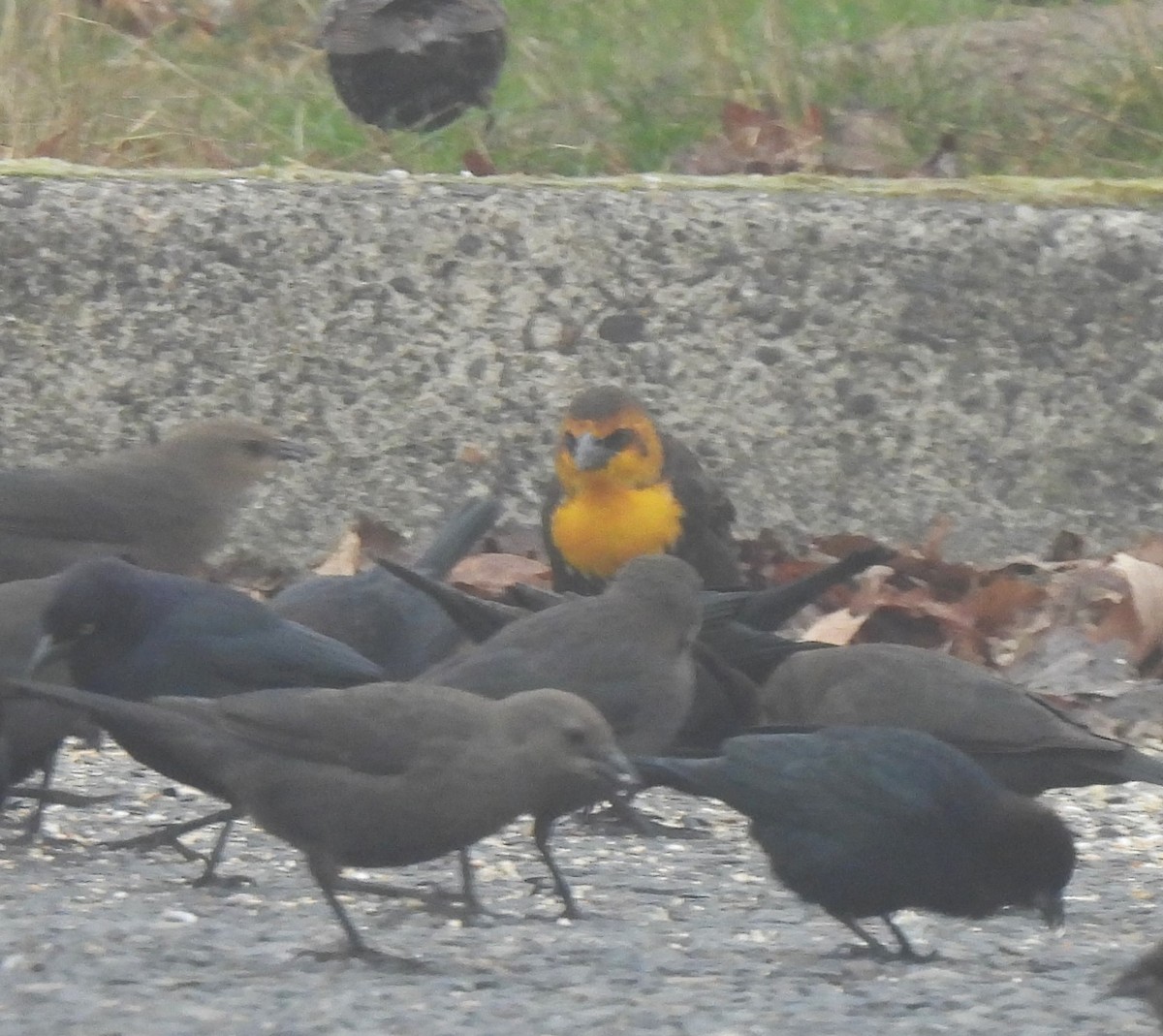 Yellow-headed Blackbird - ML534469191