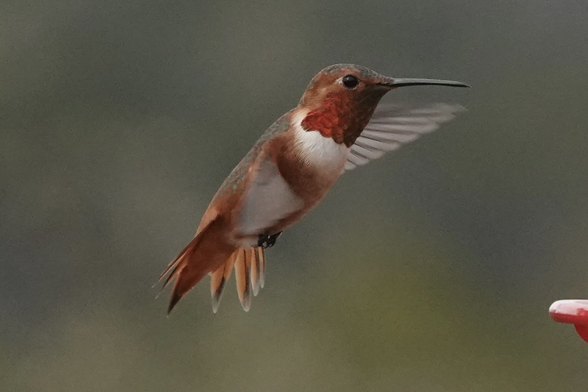 Allen's Hummingbird - ML534469541