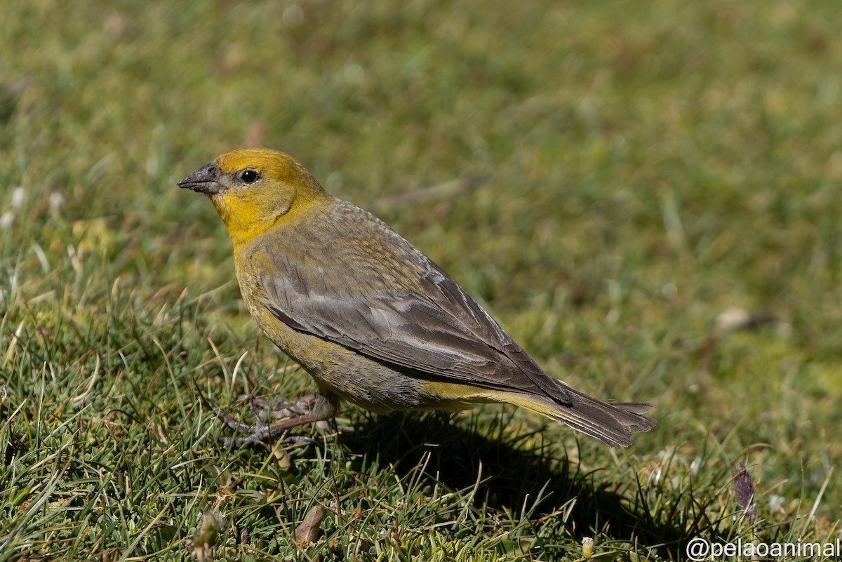 Greater Yellow-Finch - ML534471441
