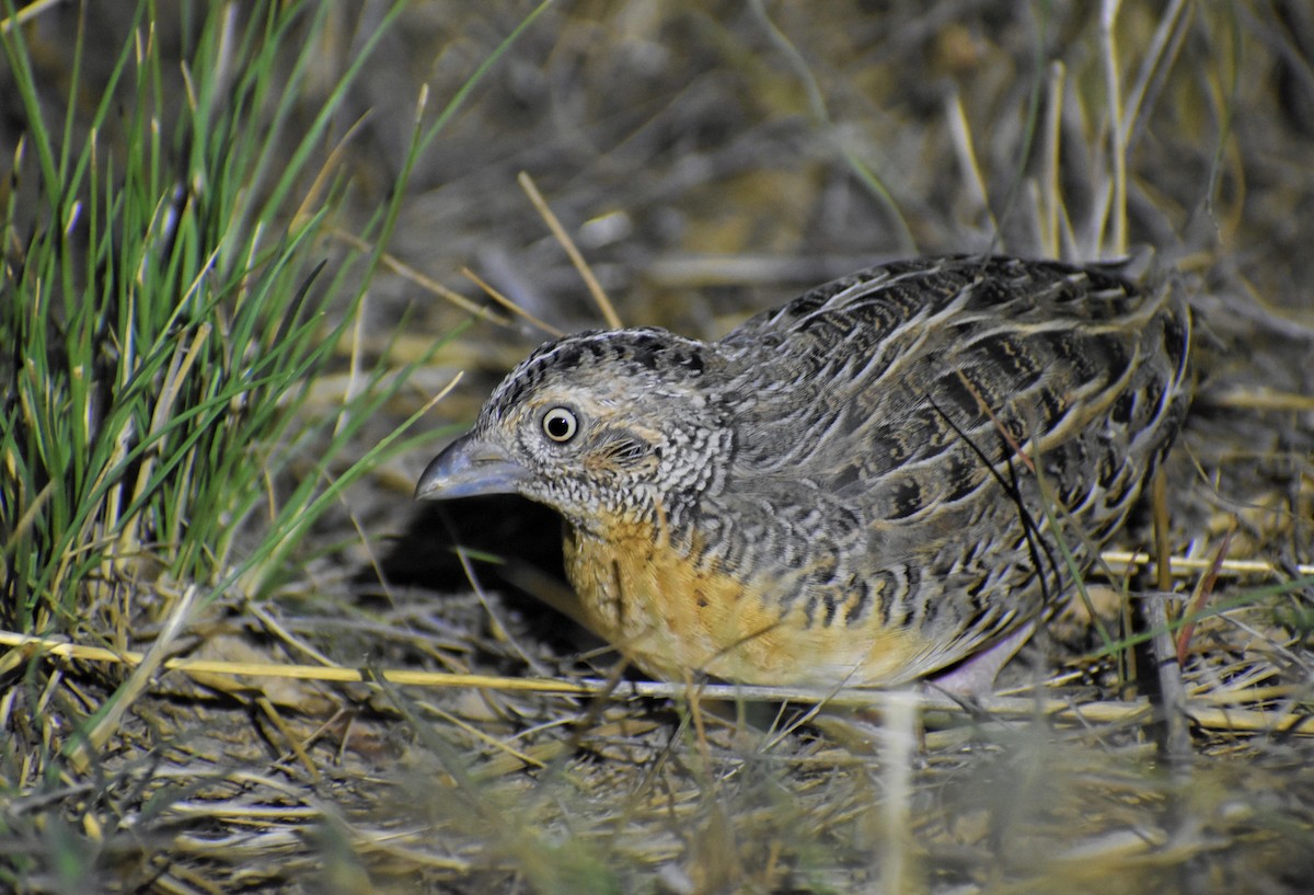 Red-chested Buttonquail - ML534475781