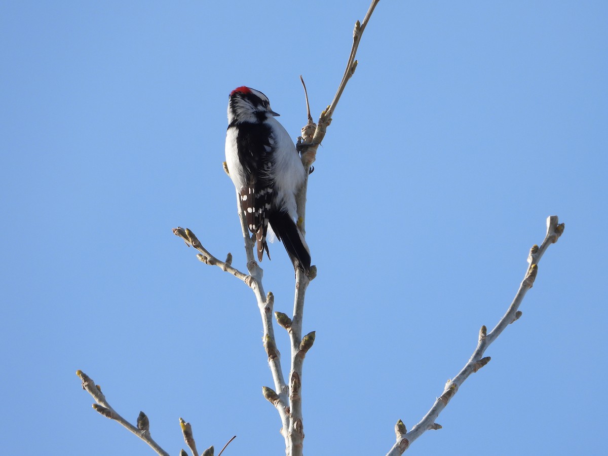 Downy Woodpecker (Rocky Mts.) - ML534477021