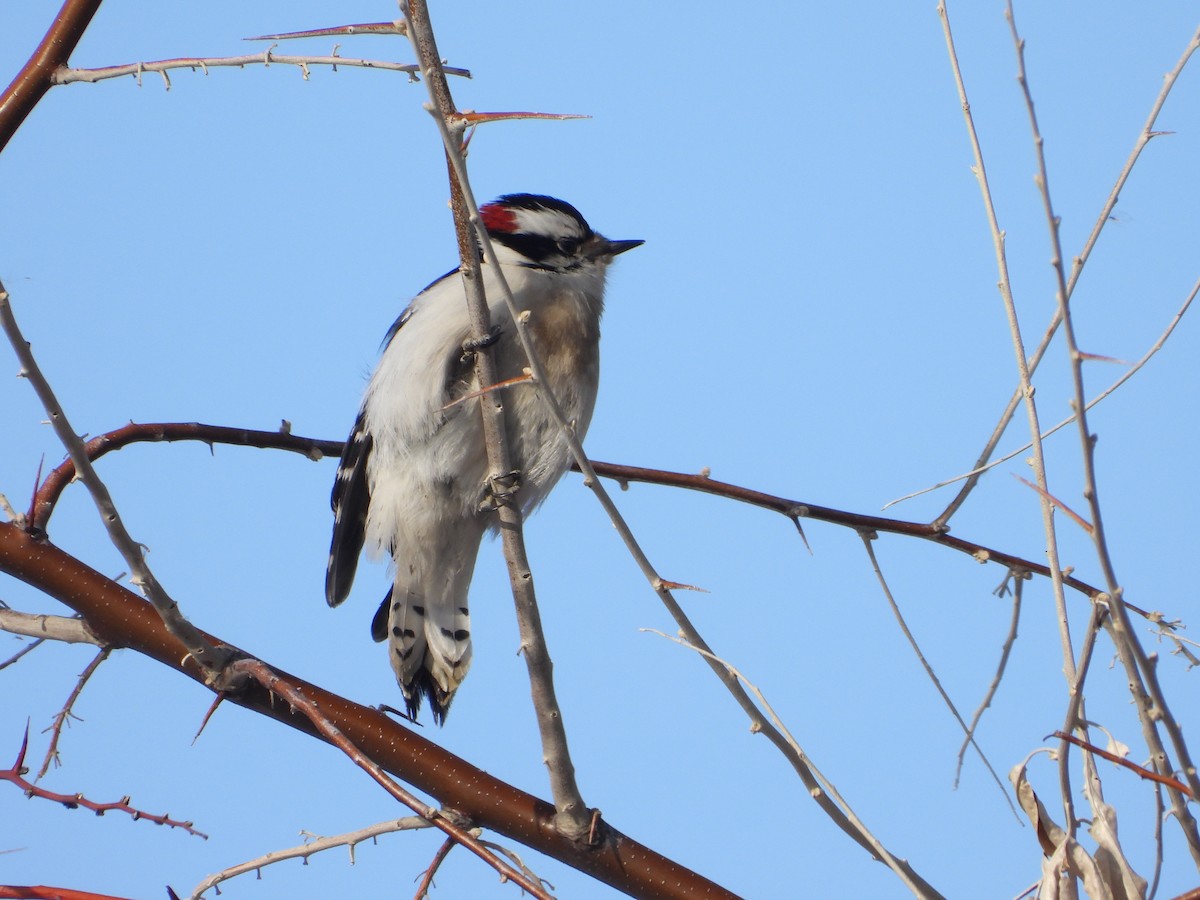 Downy Woodpecker (Rocky Mts.) - ML534477031