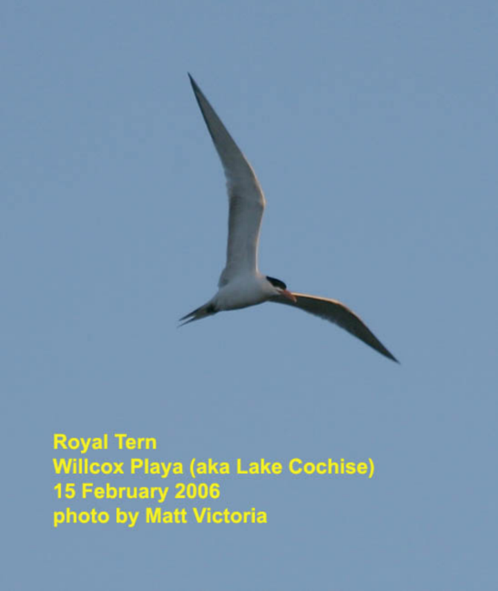 Royal Tern - ML534477161