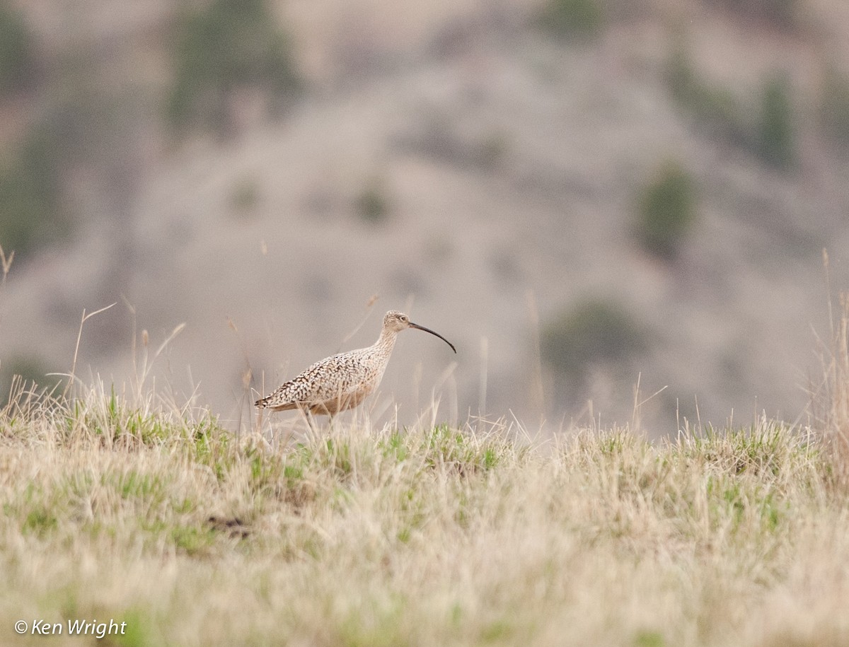 Long-billed Curlew - ML53448741