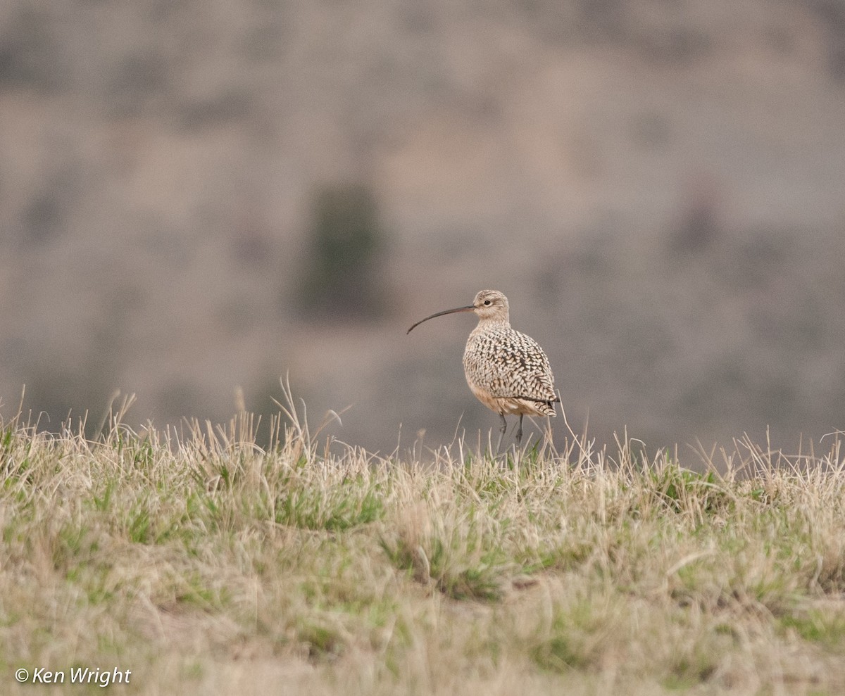Long-billed Curlew - ML53448751