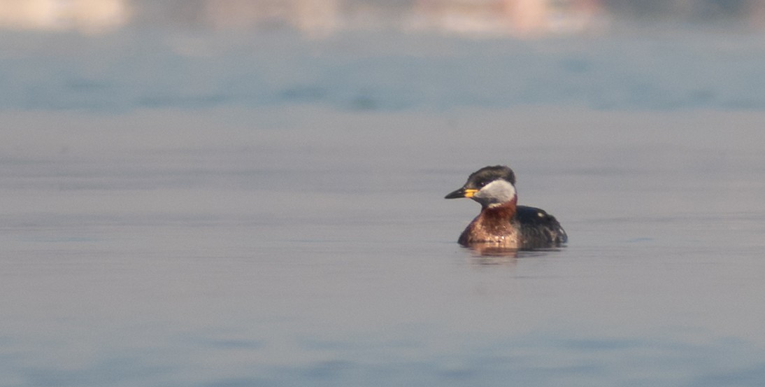Red-necked Grebe - ML534489971