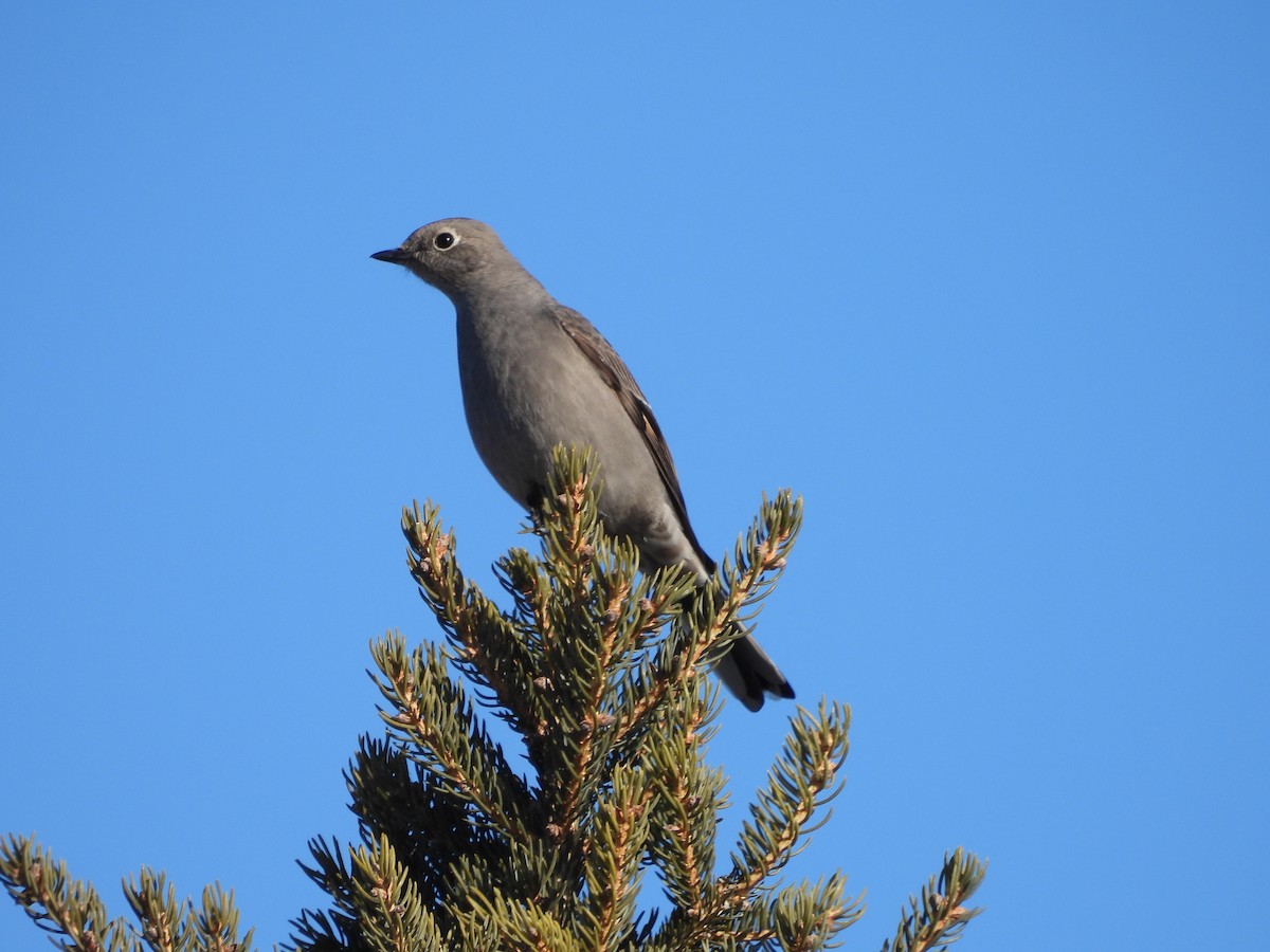 Townsend's Solitaire - ML534492271