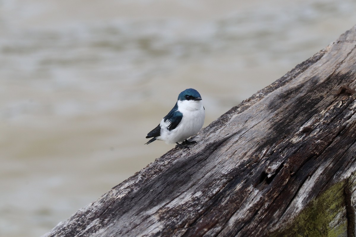 White-winged Swallow - ML534492541