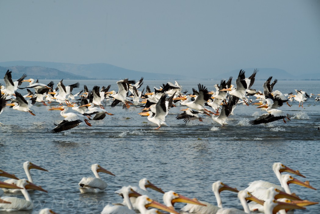 pelikán severoamerický - ML53449361