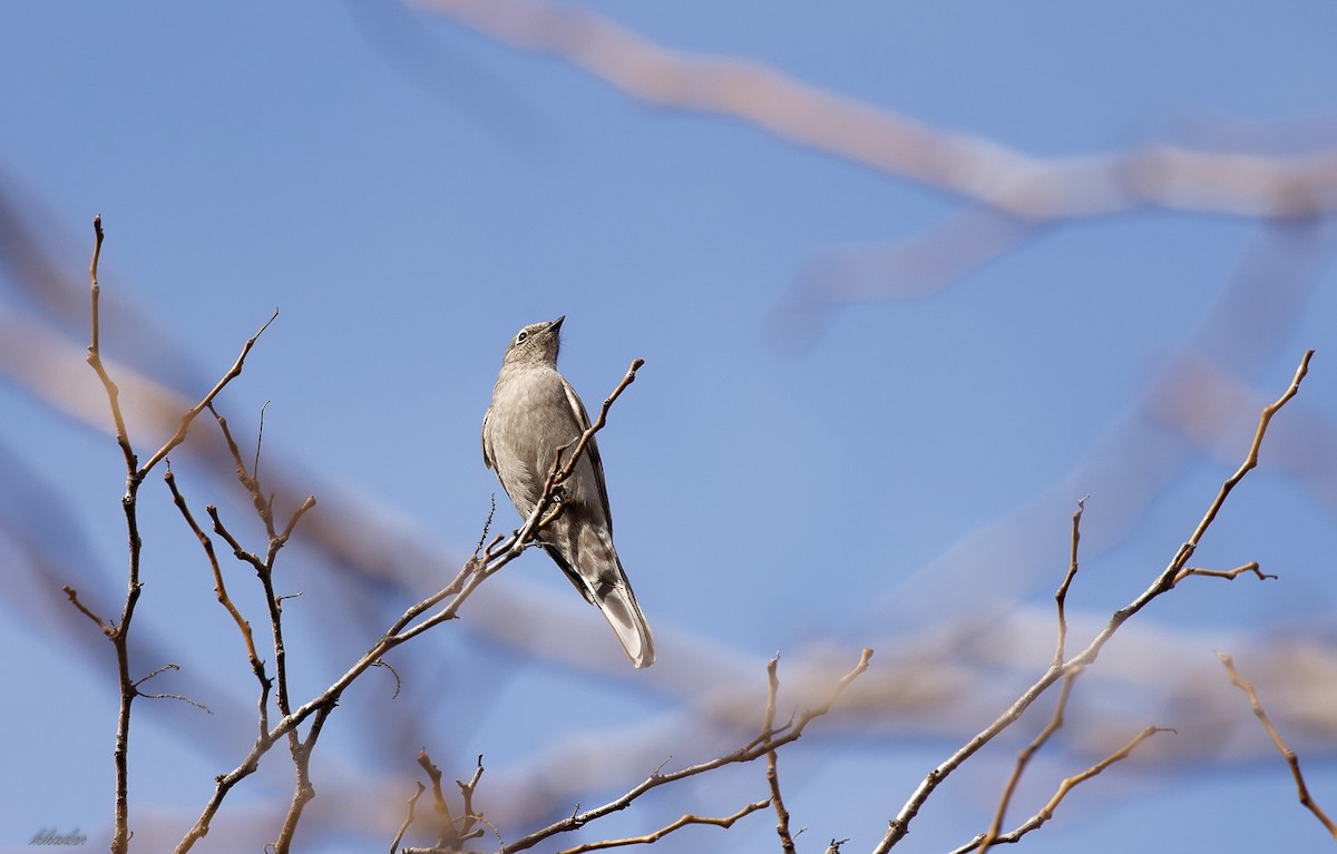 Townsend's Solitaire - ML534494521