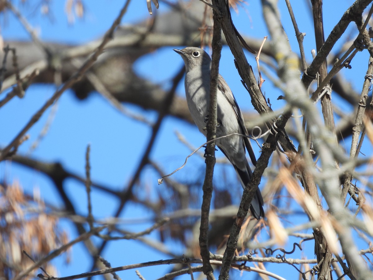 Townsend's Solitaire - ML534495291