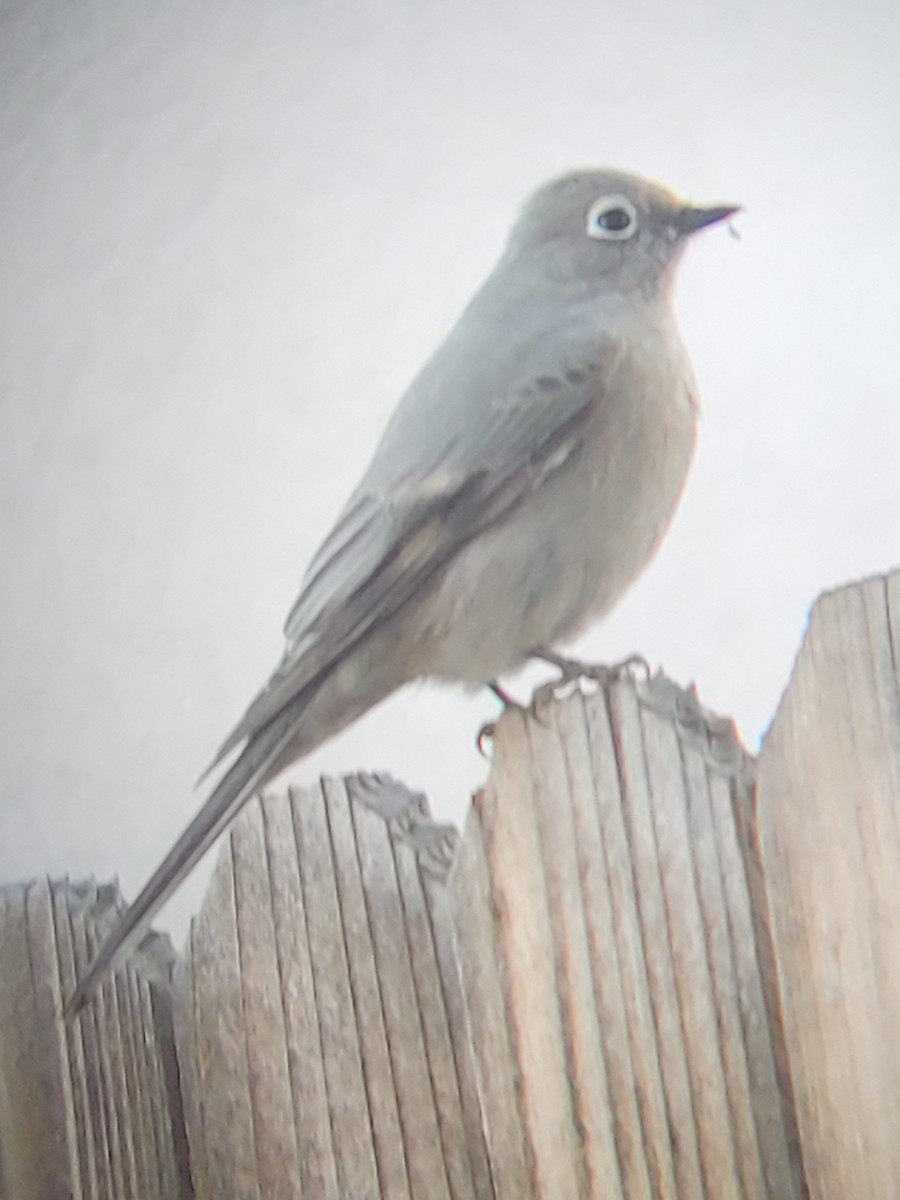 Townsend's Solitaire - ML534500661