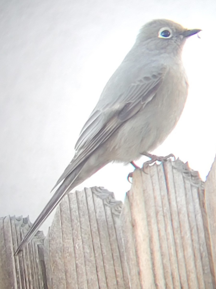 Townsend's Solitaire - ML534500681