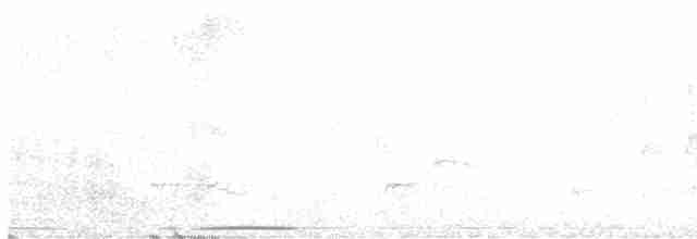 holub andský - ML534506221