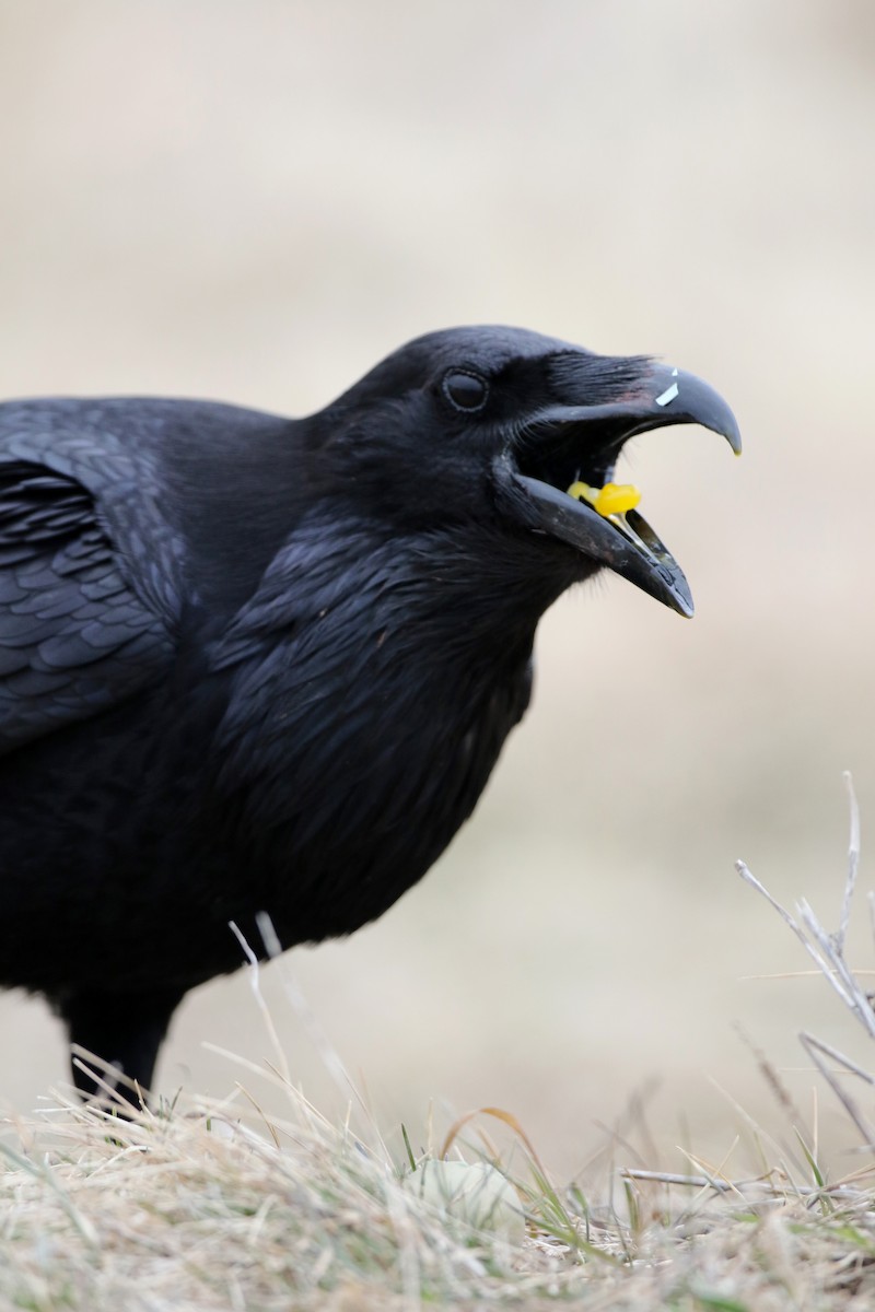 Common Raven - Jay McGowan