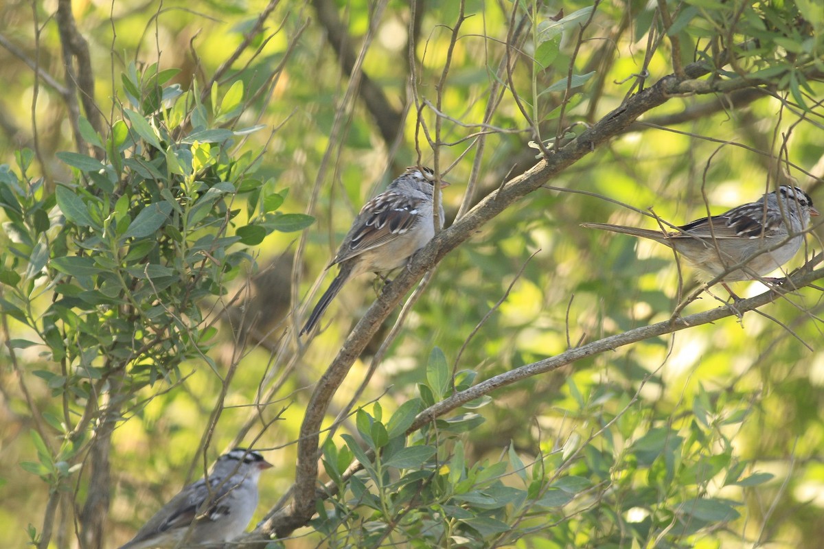 White-crowned Sparrow - Colette Micallef