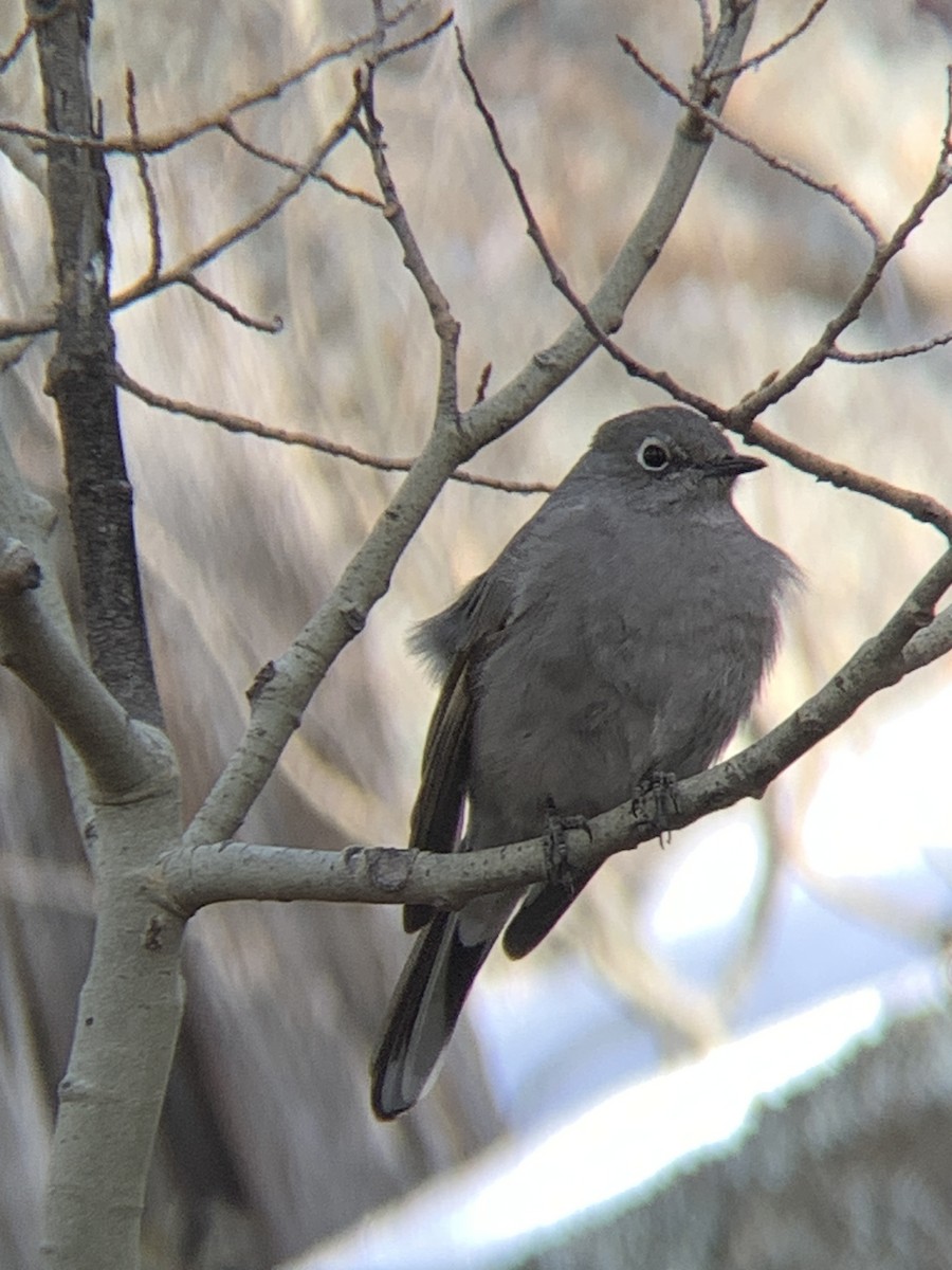 Townsend's Solitaire - ML534514521