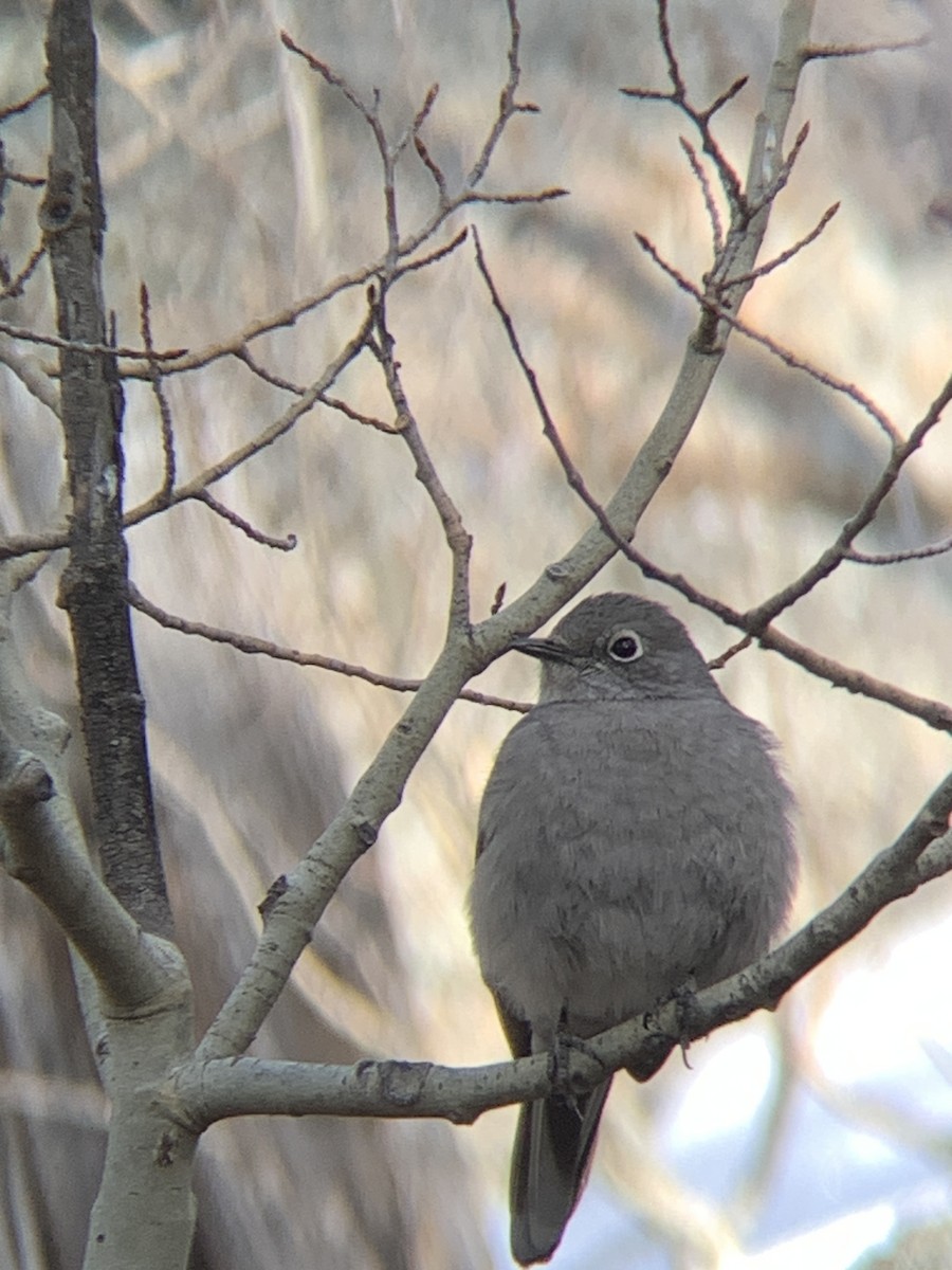 Townsend's Solitaire - ML534514531