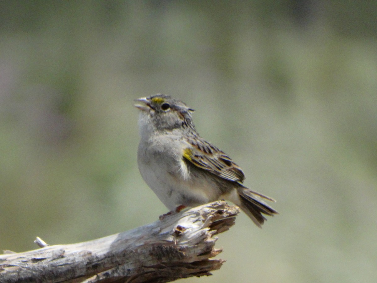Grassland Sparrow - ML534523361
