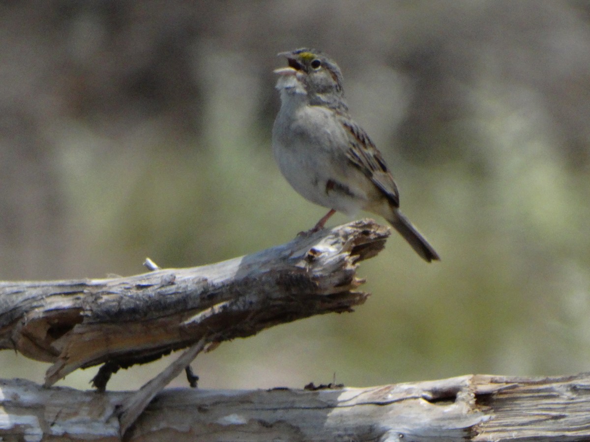 Grassland Sparrow - ML534523371