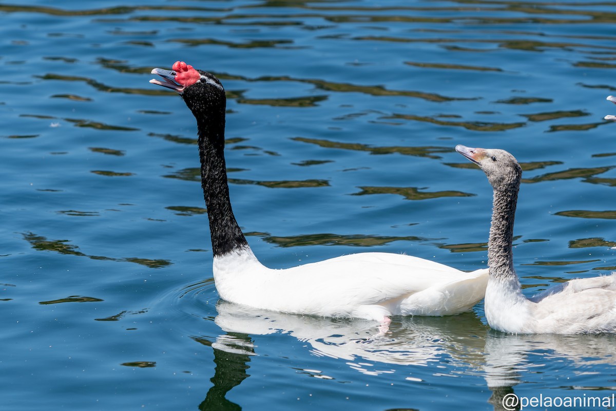 Black-necked Swan - ML534530261